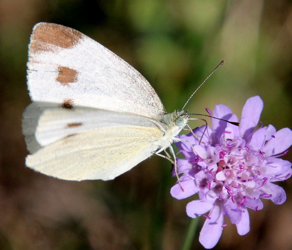 Pieris mannii?  S